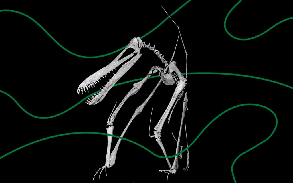 'Dragon'-like Dinosaurs Existed in Australia, New Discovery Shows – The Swaddle