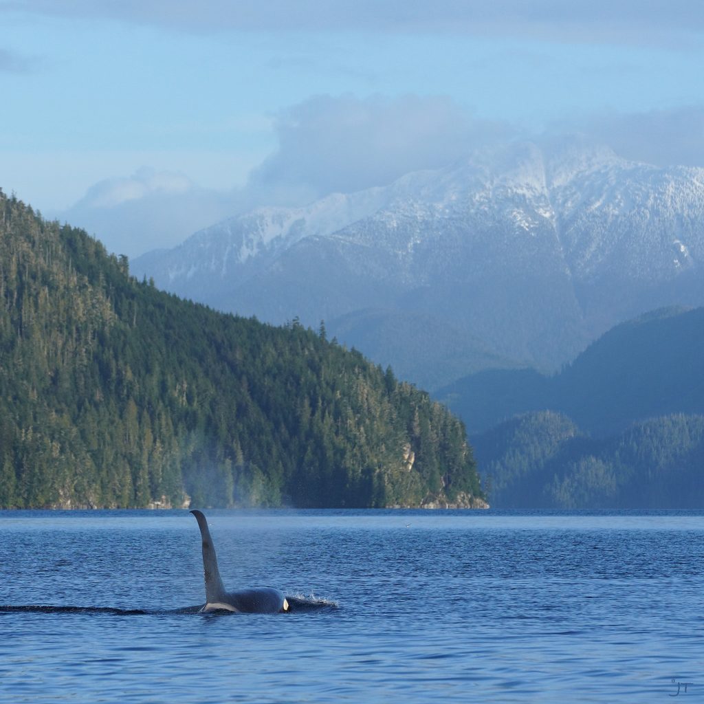 Male southern resident killer whale possibly dead from cancer, says expert – CHEK