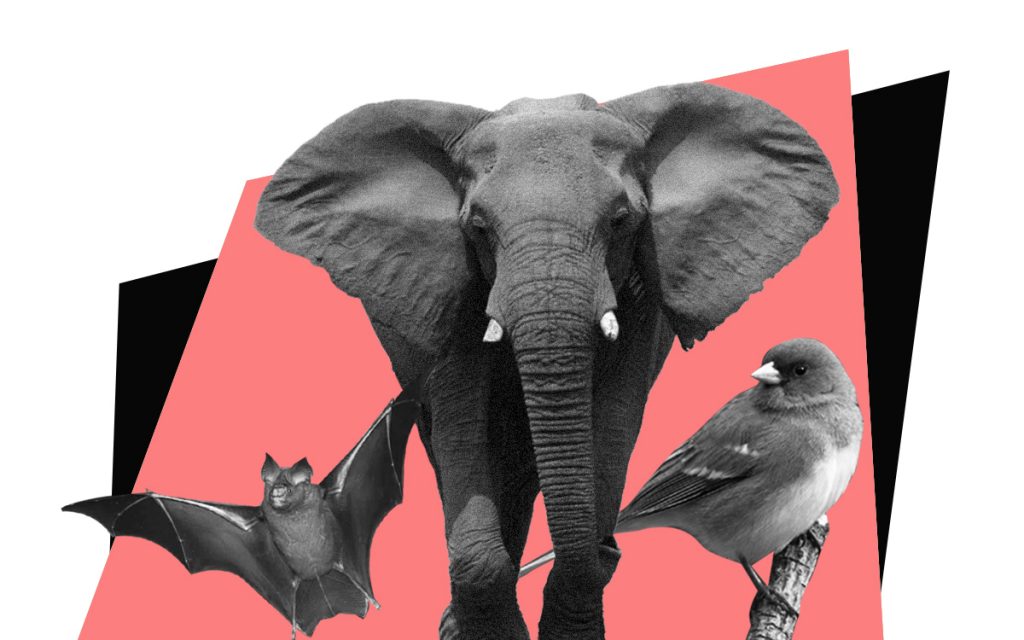 Birds, Other Animals Are 'Shapeshifting' to Adapt to Global Warming – The Swaddle