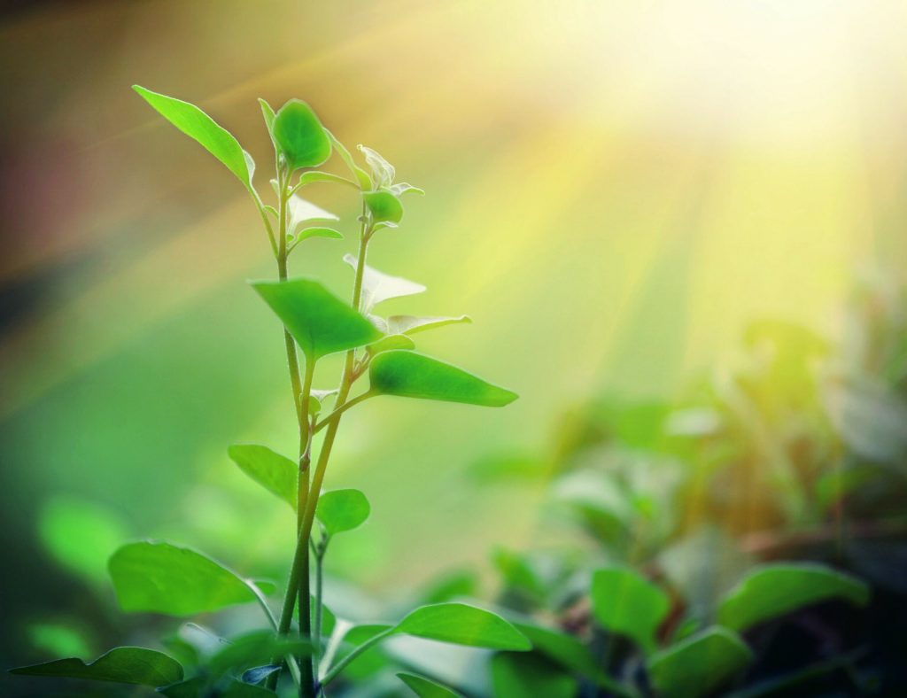 Scientists investigate the origin of photosynthesis • Earth.com – Earth.com