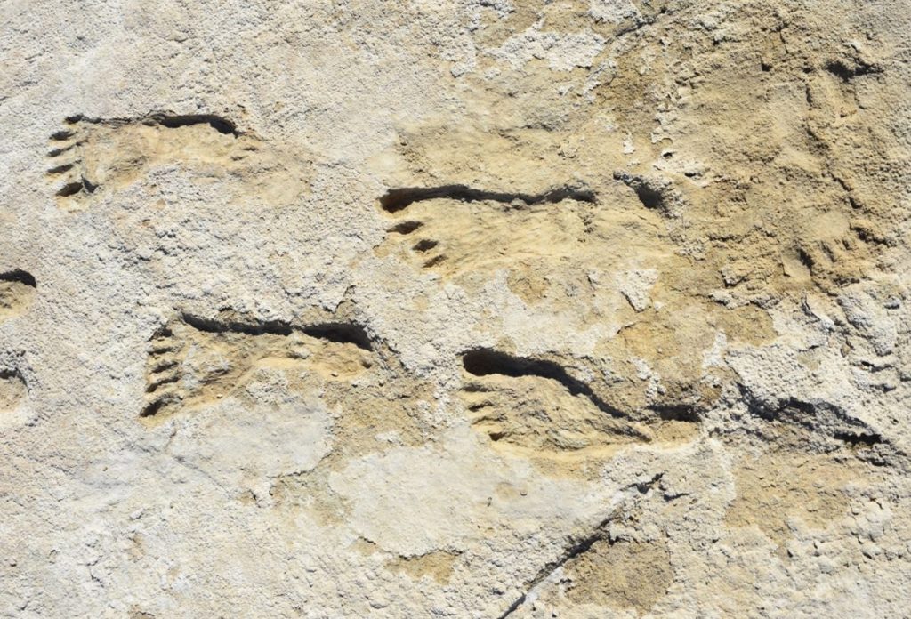 Archaeologists find oldest known human footprints in the Americas – HeritageDaily