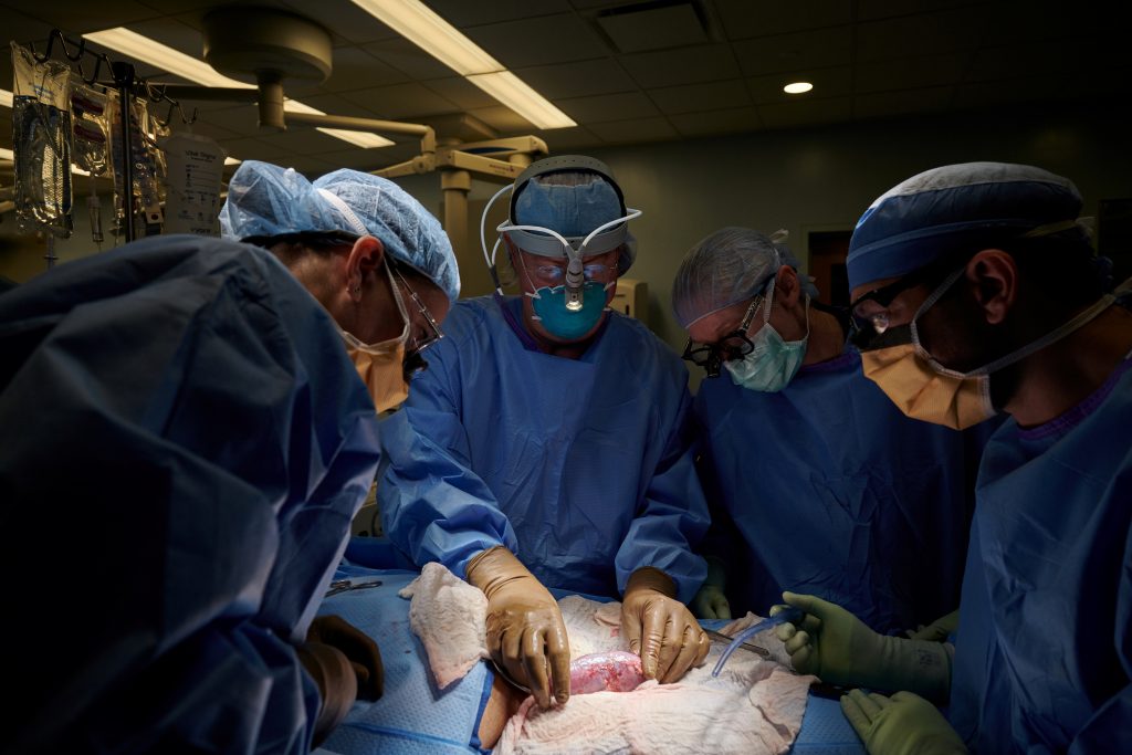 U.S. surgeons successfully test pig kidney transplant in human patient