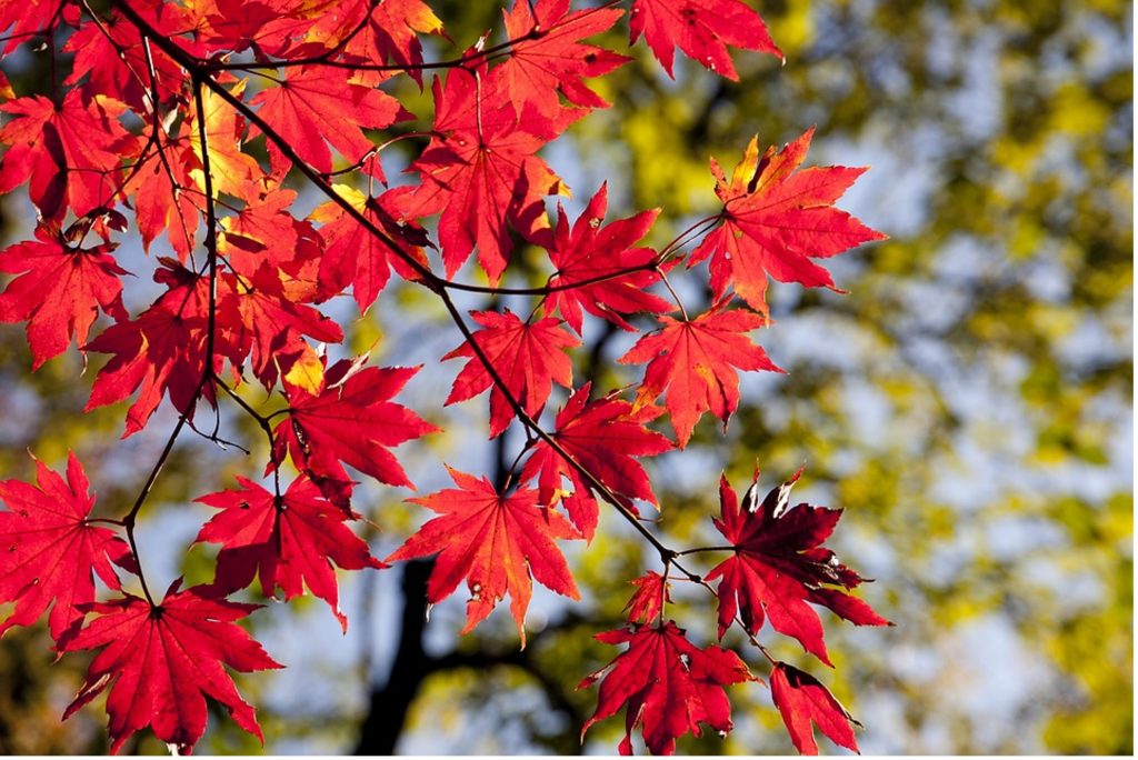 These Popular Fall Renovations Are Getting Done In Canada This Year