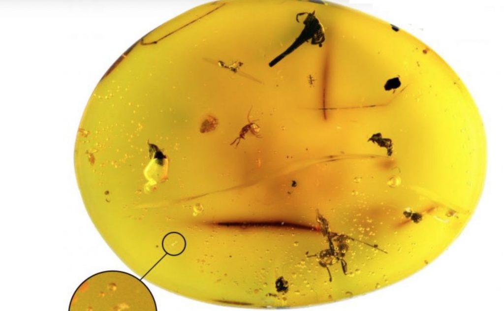 'Once-in-a generation' Tardigrade Fossil Discovery Reveals New Species in 16-Million-Year-old Amber – Good News Network