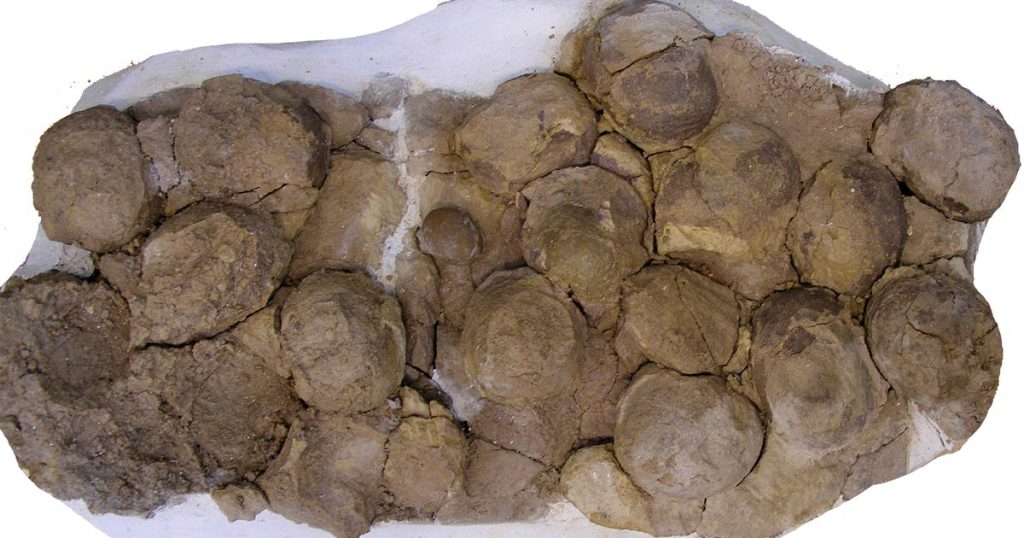 Patagonian fossils show Jurassic dinosaur had the herd mentality | Saltwire – SaltWire Network