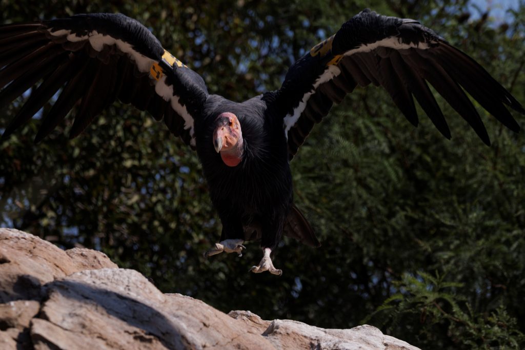 Study shows condors, an endangered species, can reproduce without mating