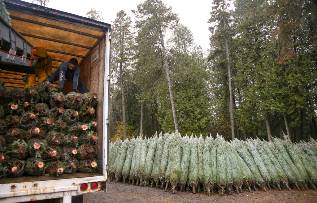 Why Canada’s floods could make your Christmas tree cost more
