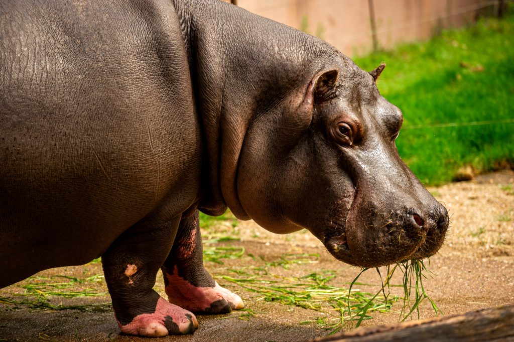Two hippos in Belgian zoo test positive for COVID-19