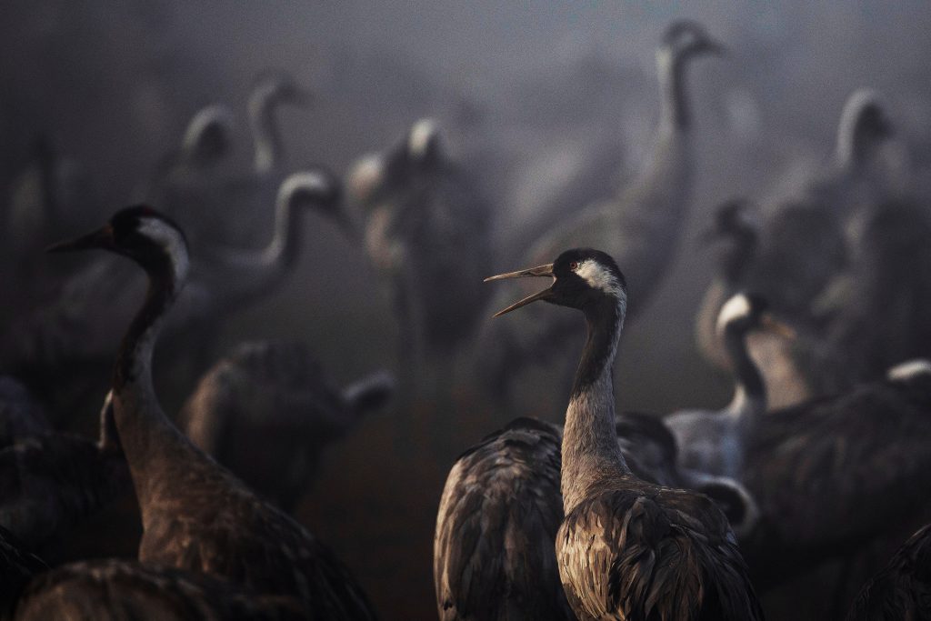 Bird flu kills thousands of cranes in Israel, poultry also culled