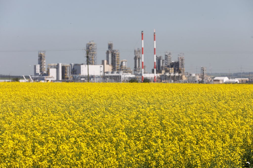 Canada rushes to crush more canola despite crop crunch
