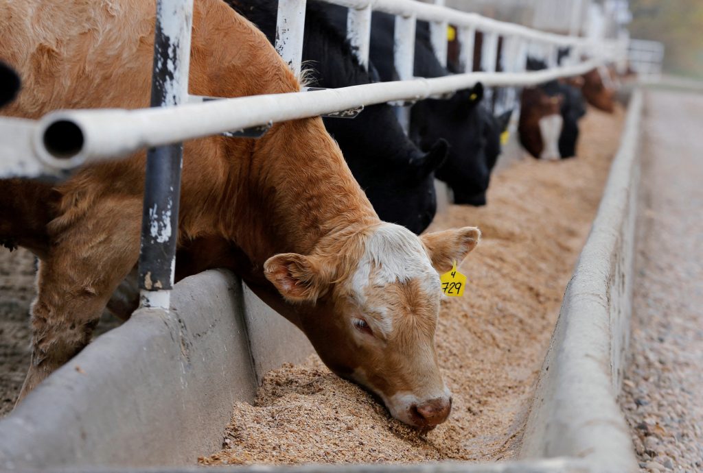 Canadian farmers face cattle feed shortage due to drought, transport strains