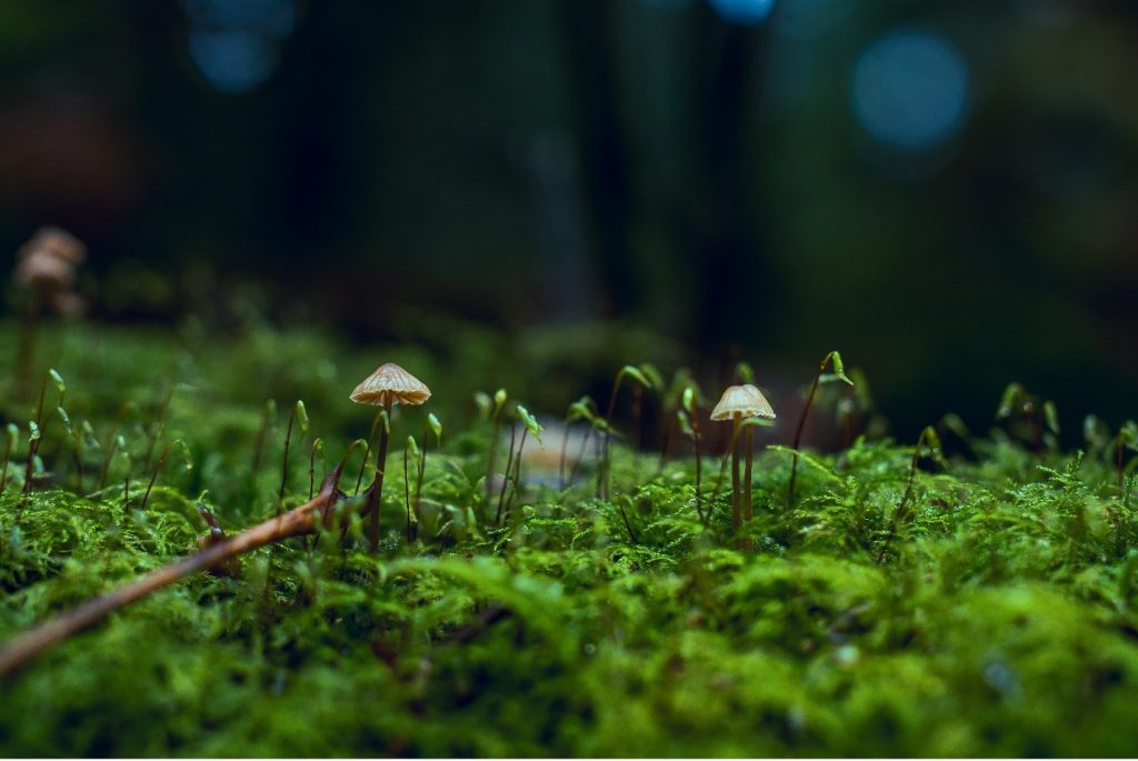 Shrooms: Microdosing Versus Dosing