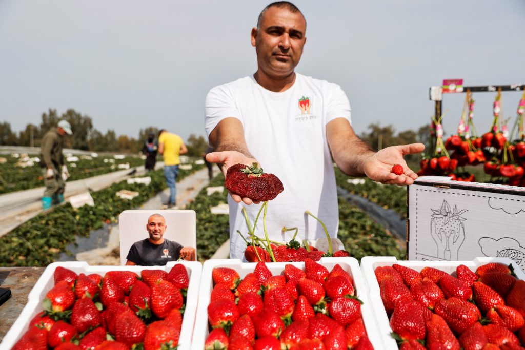 Giant strawberry earns Israeli farmer a Guinness World Record