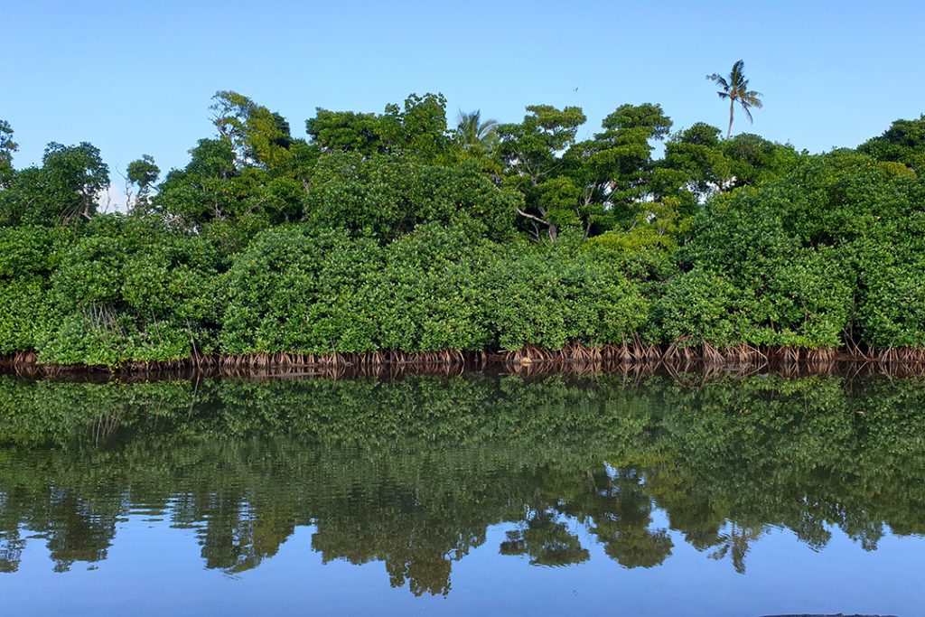 Nature Can Help Solve Crises, with Investment: Joint Report | News | SDG Knowledge Hub | IISD – IISD's SDG Knowledge Hub