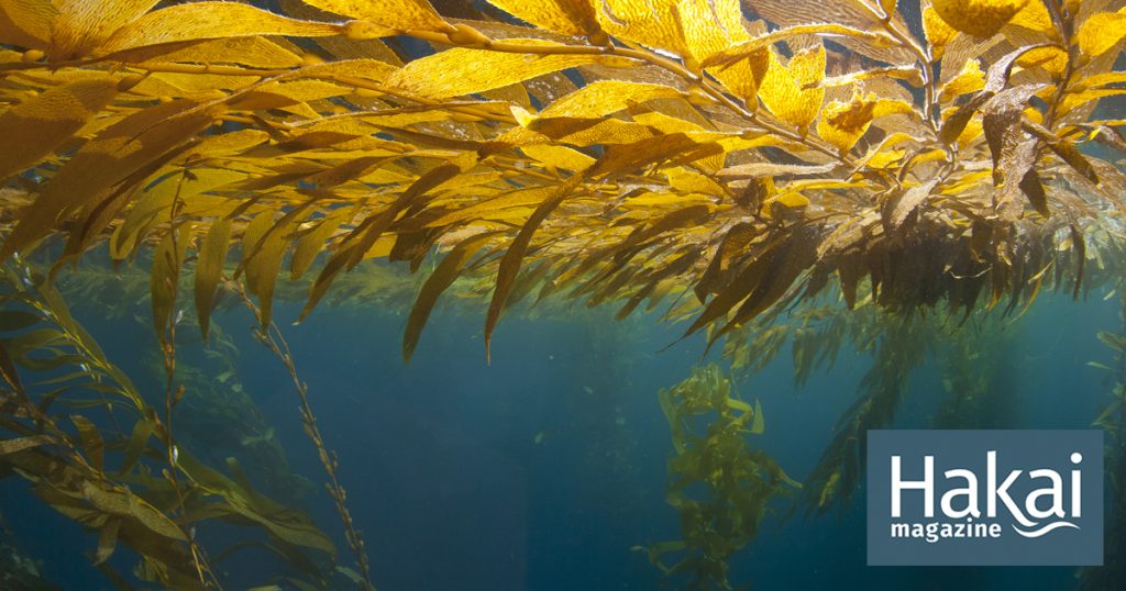 Giant Kelp Is Getting Less Nutritious – Hakai Magazine