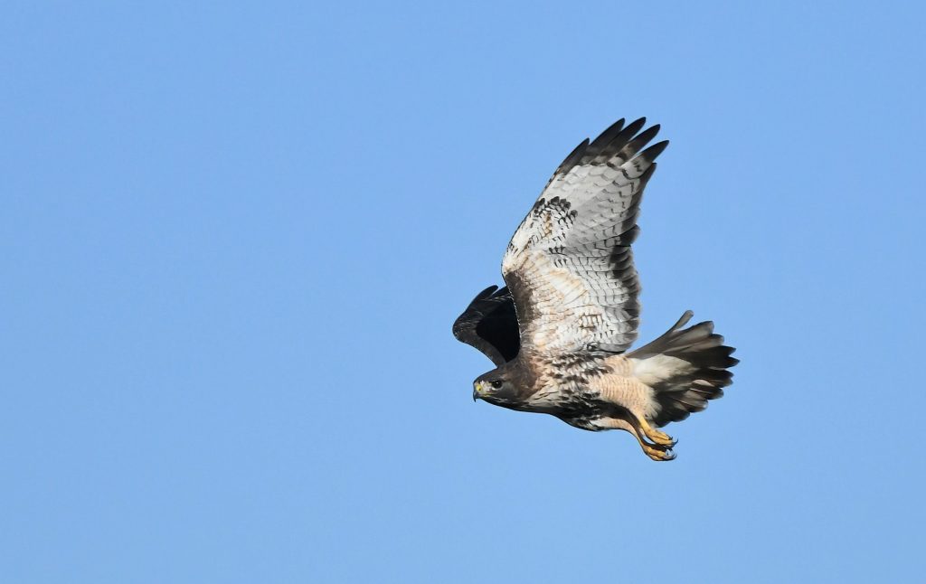 Bird flu outbreak heading north » Minden Times – Minden Times