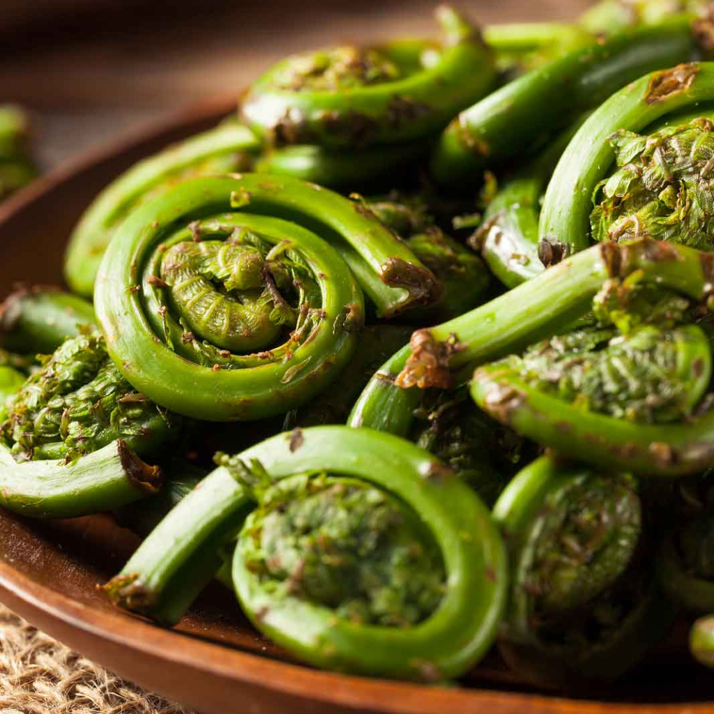 Introduction to Canada’s Culinary Dynamo FIDDLEHEADS