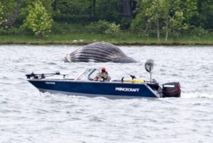 Marine mammal group confirms sighting of wayward minke whale in Montreal area