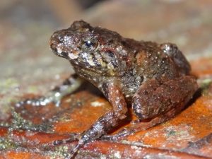 More than 500 animals and birds could be lost or extinct, says study