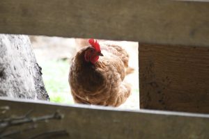 Small flock in Comox Valley is B.C.’s 7th to test positive for avian influenza – Victoria News