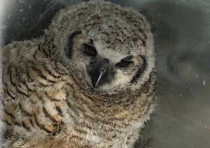 Many sick birds brought to Medicine River Wildlife Centre this spring have fatal avian flu