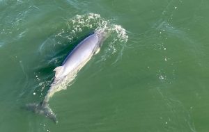 Second minke whale spotted off Montreal, marine mammal group says