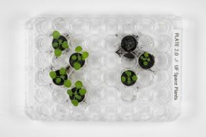 In giant leap forwards, scientists grow plants in Moon soil – Al Jazeera English