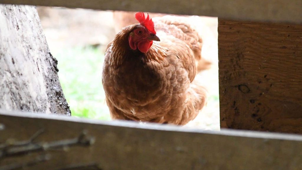 Don't use bird feeders, Hamiltonians told, after avian flu found in Dundas turkey vulture – CBC.ca Don't use bird feeders, Hamiltonians told, after avian flu found in Dundas turkey vulture – CBC.ca