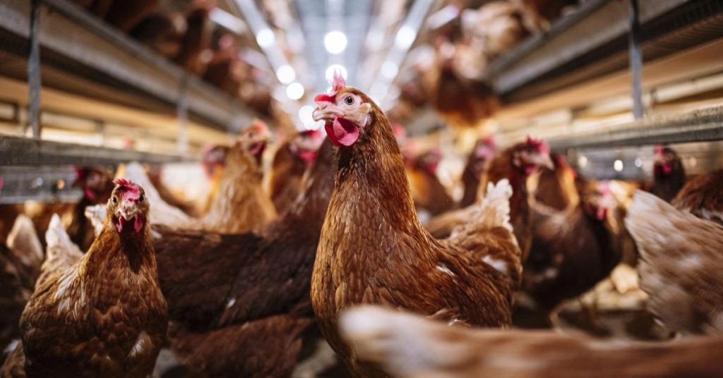 Bird flu continues to spread among domestic, wild animals throughout North America – Just The News