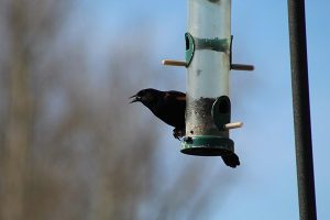 BC SPCA asks public to remove bird feeders | Columbia Valley, Cranbrook, East Kootenay, Elk Valley, Kimberley, Ktunaxa Nation – E-Know.ca