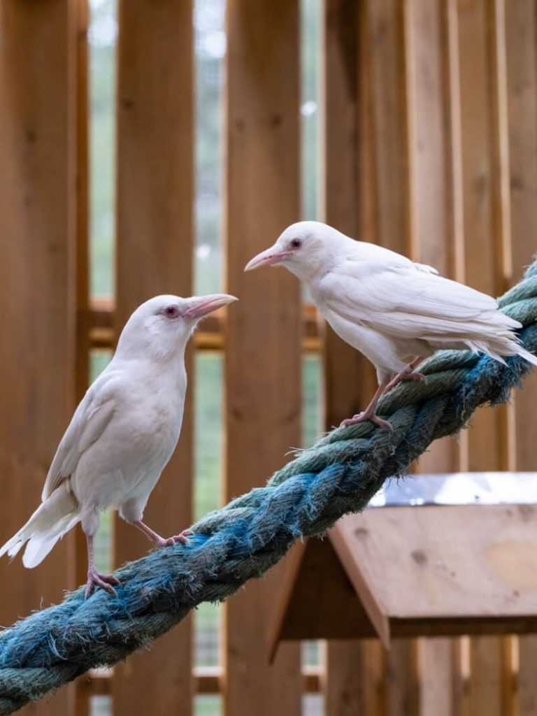 Wildlife rescue on Vancouver Island to limit visitors as avian flu continues to spread in B.C.