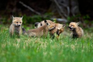 Not just chickens: In Ontario, bird flu has killed bald eagles, Canada geese — and juvenile red foxes – CBC.ca