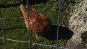 Avian flu: First case confirmed on Vancouver Island | CTV News – CTV News VI
