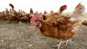 BC bird flu: Vancouver Island farmers on alert | CTV News – CTV News VI