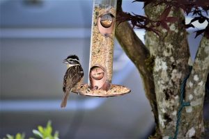 BC SPCA urging British Columbians to remove feeders due to deadly bird flu | iNFOnews | Thompson-Okanagan's News Source – iNFOnews