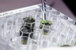 'Holy cow … are you kidding me?' Scientists stunned to see plants grow in soil from the moon – CBC News 'Holy cow … are you kidding me?' Scientists stunned to see plants grow in soil from the moon – CBC News