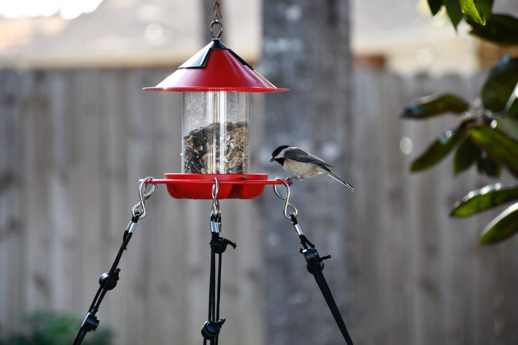 Public asked to remove bird feeders due to avian flu: BC SPCA – CHEK