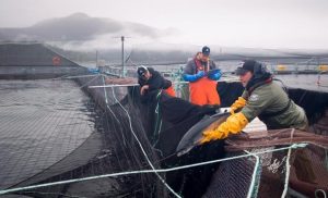 B.C. fish farm licences renewed outside Discovery Islands until at least spring 2023 B.C. fish farm licences renewed outside Discovery Islands until at least spring 2023