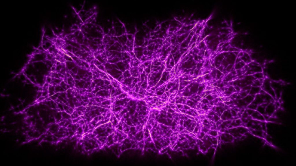 'Time Machine' Simulation May Uncover Secrets of Cosmic Web Connecting Universe – VICE