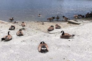 Avian flu confirmed in Canada geese at Abbotsford park – Prince Rupert Northern View – The Northern View