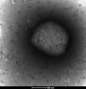 Canadian heading World Health Organization’s fight against monkeypox Canadian heading World Health Organization’s fight against monkeypox