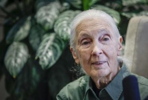 Jane Goodall returns to live events in effort to inspire hope, action on environment Jane Goodall returns to live events in effort to inspire hope, action on environment