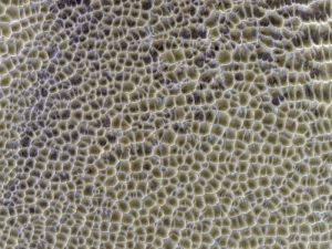 Strange Honeycomb Pattern on Mars Appears to Be Formed by Water Ice And CO2 – ScienceAlert
