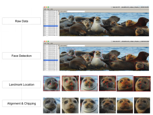 Facial Recognition—Now for Seals – Hakai Magazine