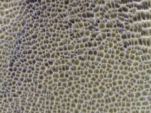 This Bizarre Terrain on Mars is Caused by Water Ice and Carbon Dioxide – Universe Today This Bizarre Terrain on Mars is Caused by Water Ice and Carbon Dioxide – Universe Today
