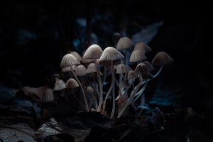 The Health Benefits of Microdosing Magic Mushrooms The Health Benefits of Microdosing Magic Mushrooms