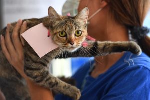 First reported case of a person getting COVID from a cat – Nature.com