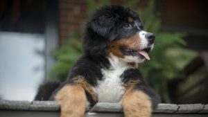 People with COVID-19 can infect and sicken cats and dogs by cuddling them: study – CTV News People with COVID-19 can infect and sicken cats and dogs by cuddling them: study – CTV News