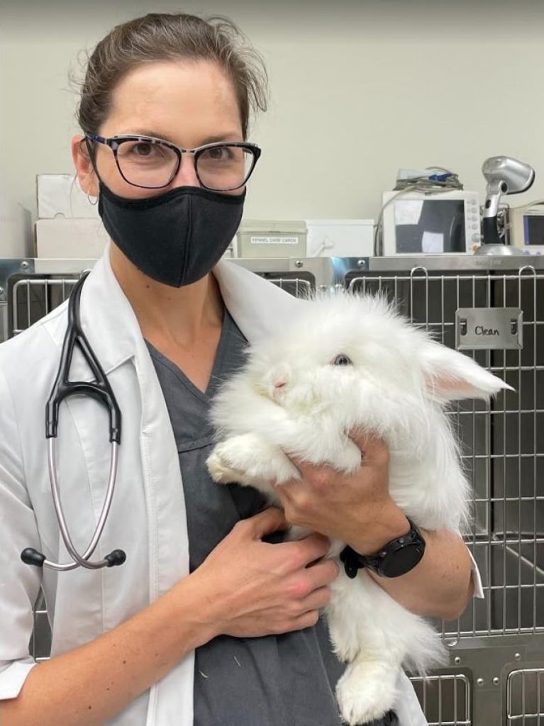 Deadly rabbit disease found in Ontario for the 1st time – CBC.ca