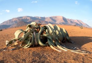 New prehistoric plant discovery highlights the unexpected diversity of non-flowering plants – The Conversation